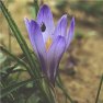 vignette crocus