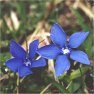 vignette gentiane printanire